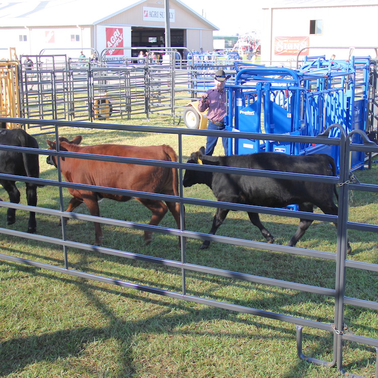 Cattle traits that bring higher prices